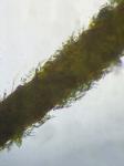 Loeskeobryum brevirostre (Brid.) M. Fleisch. ex Broth.