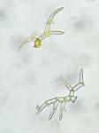 Loeskeobryum brevirostre (Brid.) M. Fleisch. ex Broth.