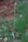 Lolium perenne L. var. aristatum Willd.