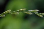 Lolium perenne L. var. aristatum Willd.