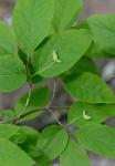 Lonicera canadensis Bartr. ex Marsh.