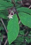 Lonicera canadensis Bartr. ex Marsh.