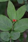 Lonicera canadensis Bartr. ex Marsh.