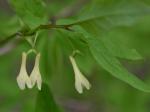 Lonicera canadensis Bartr. ex Marsh.