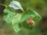 Lonicera dioica L.