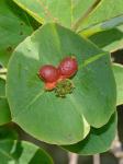 Lonicera dioica L.