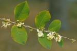 Lonicera fragrantissima Lindl. & Paxton