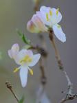 Lonicera fragrantissima Lindl. & Paxton