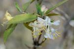 Lonicera fragrantissima Lindl. & Paxton