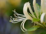 Lonicera japonica Thunb.