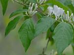 Lonicera maackii (Rupr.) Maximowicz var. maackii
