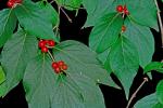 Lonicera maackii (Rupr.) Maximowicz var. maackii