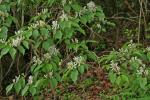 Lonicera maackii (Rupr.) Maximowicz var. maackii
