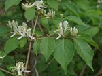 Lonicera maackii (Rupr.) Maximowicz var. maackii