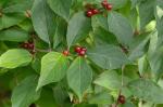Lonicera maackii (Rupr.) Maximowicz var. maackii