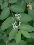 Lonicera morrowii Gray