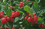 Lonicera morrowii Gray