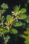 Lonicera morrowii Gray