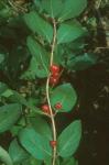Lonicera morrowii Gray