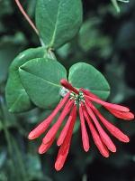 Lonicera sempervirens L.