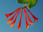 Lonicera sempervirens L.