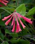 Lonicera sempervirens L.