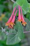 Lonicera sempervirens L.