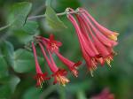 Lonicera sempervirens L.