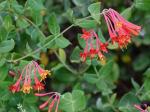 Lonicera sempervirens L.