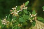 Lonicera tatarica L.