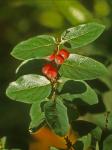 Lonicera tatarica L.