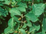 Lonicera xylosteum L.