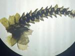 Lophocolea appalachiana R. M. Schuster