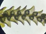 Lophocolea appalachiana R. M. Schuster