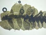 Lophocolea appalachiana R. M. Schuster