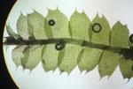 Lophocolea coadunata (Sw.) Mont.