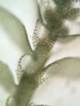Lophocolea coadunata (Sw.) Mont.