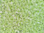 Lophocolea coadunata (Sw.) Mont.