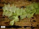 Lophocolea heterophylla (Schrad.) Dum.