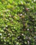 Isopaches bicrenatus (Schmidel ex Hoffm.) H. Buch var. bicrenatus