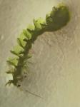 Isopaches bicrenatus (Schmidel ex Hoffm.) H. Buch var. bicrenatus