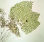 Isopaches bicrenatus (Schmidel ex Hoffm.) H. Buch var. bicrenatus