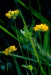 Lotus corniculatus L.