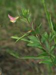 Acmispon helleri (Britt.) A.A. Heller