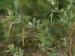 Acmispon helleri (Britt.) A.A. Heller