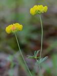 Lotus tenuis Waldst. & Kit. ex Willd.