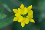 Lotus tenuis Waldst. & Kit. ex Willd.