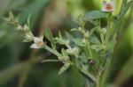 Ludwigia alata Elliott