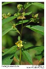 Ludwigia alternifolia L.