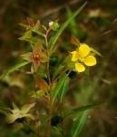 Ludwigia alternifolia L.